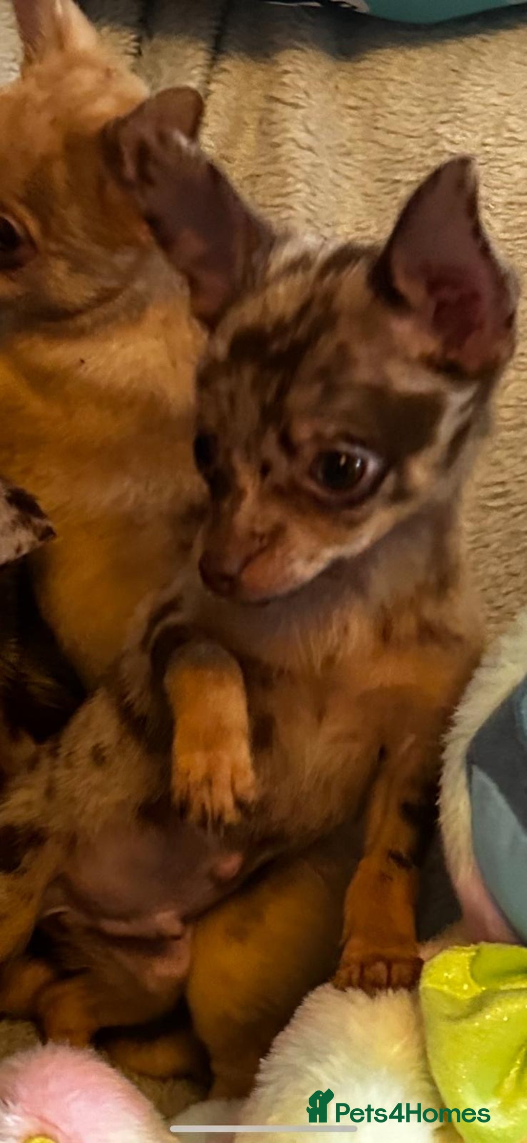Mixed Breed dogs for sale: Chihuahua x  - Image 5