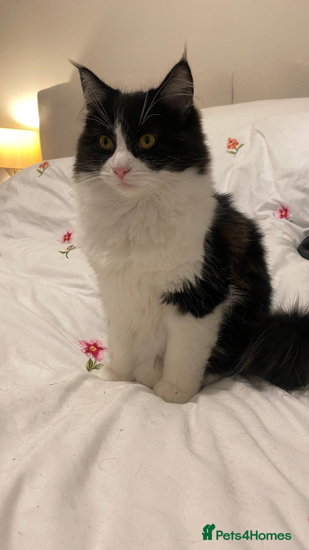 Mixed Breed cats for sale: Kittens for sale Mixed ragdoll 2 brothers  - Advert 7