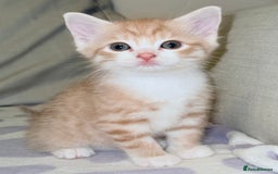 Scottish Fold cats for sale: Scottish fold mix with tabby .  - Image 12