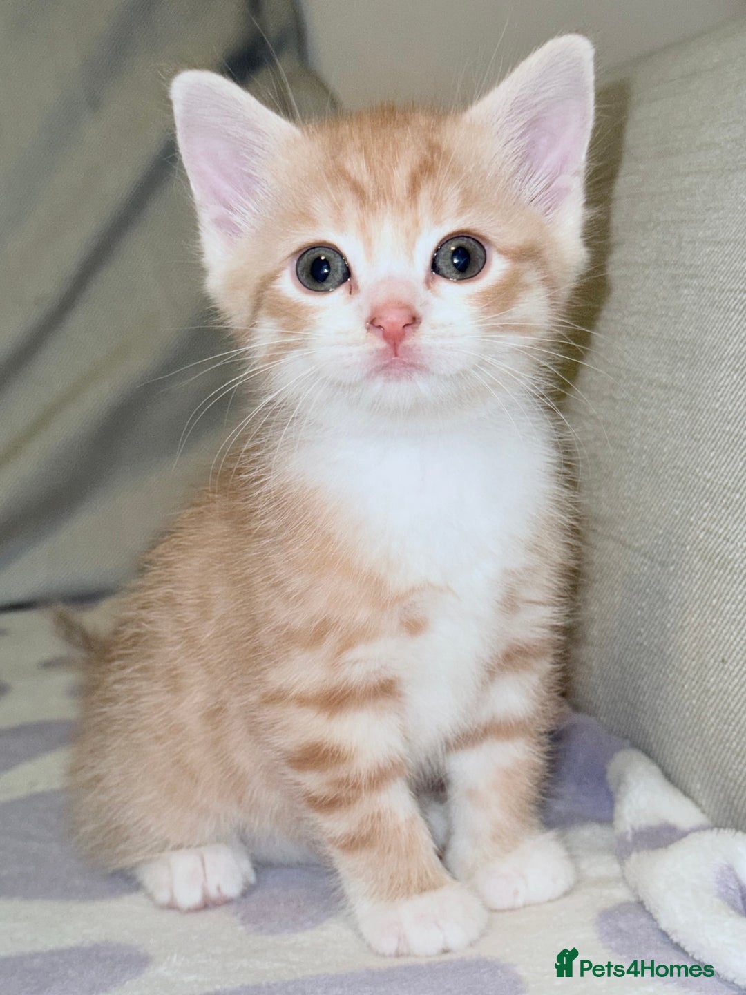 Scottish Fold cats for sale: Scottish fold mix with tabby .  - Image 12