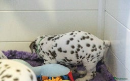 Dalmatian dogs for sale: This is an all liver litter of Dalmatian puppies - Advert 8