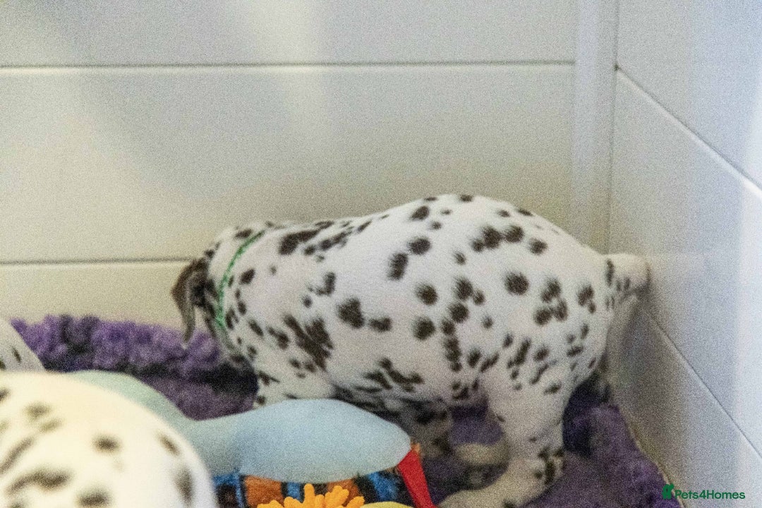 Dalmatian dogs for sale: This is an all liver litter of Dalmatian puppies - Advert 8