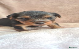 Yorkshire Terrier dogs for sale: Beautiful natured Yorkshire Terrier - Image 4