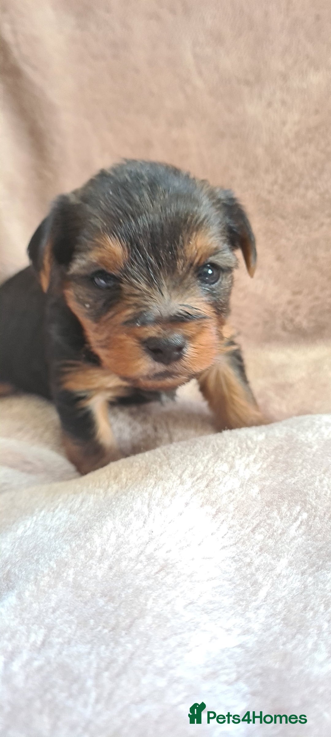 Yorkshire Terrier dogs for sale: Beautiful natured Yorkshire Terrier - Image 4