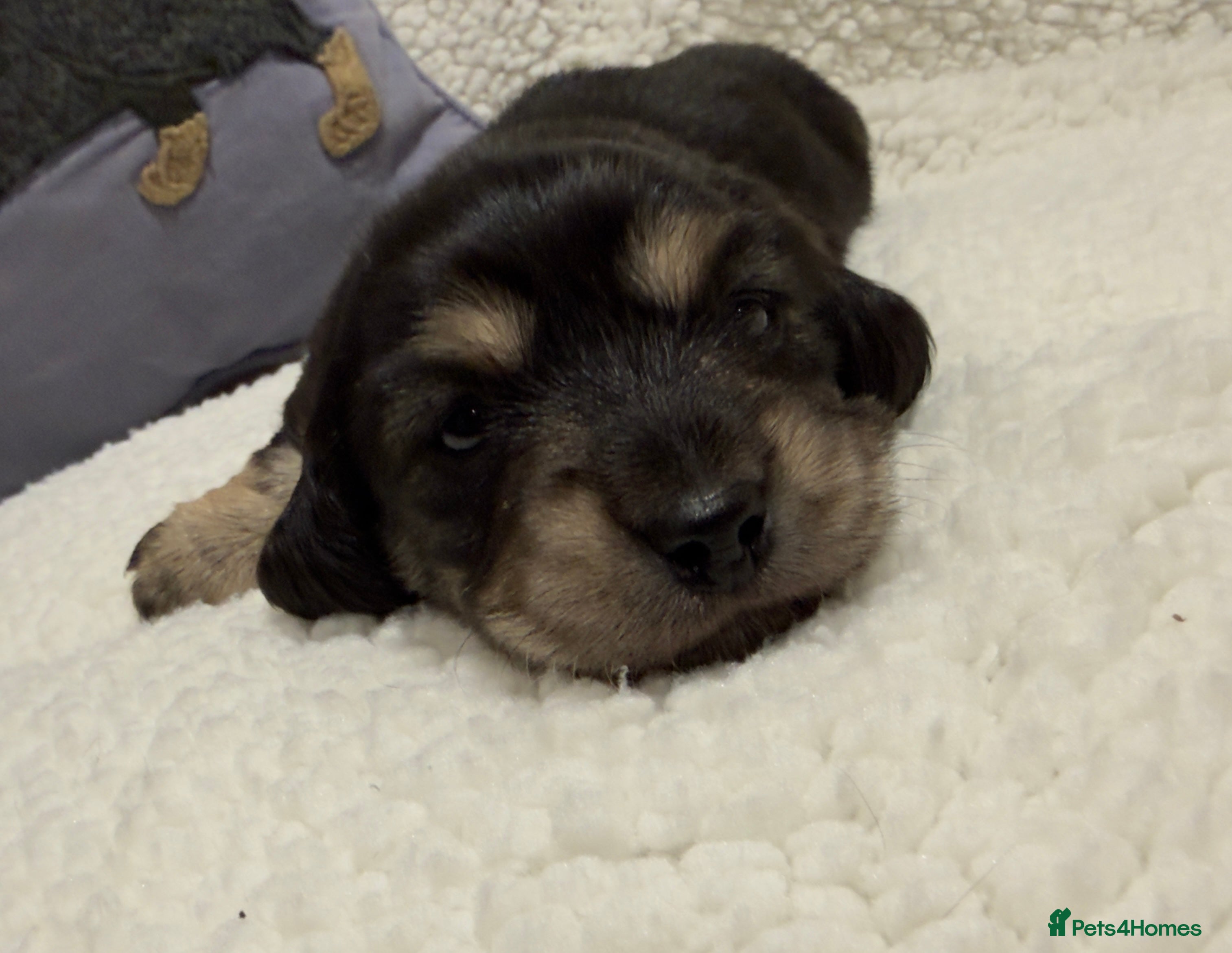 Dachshund dogs Stunning Miniature Dachshund Puppies family raised - Advert 2