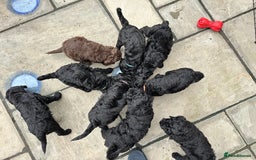Labradoodle dogs for sale: Labradoodle puppies - Ready for forever homes now - Image 37