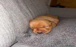 Labrador Retriever dogs for sale: Labrador Retriever Pups - Image 15
