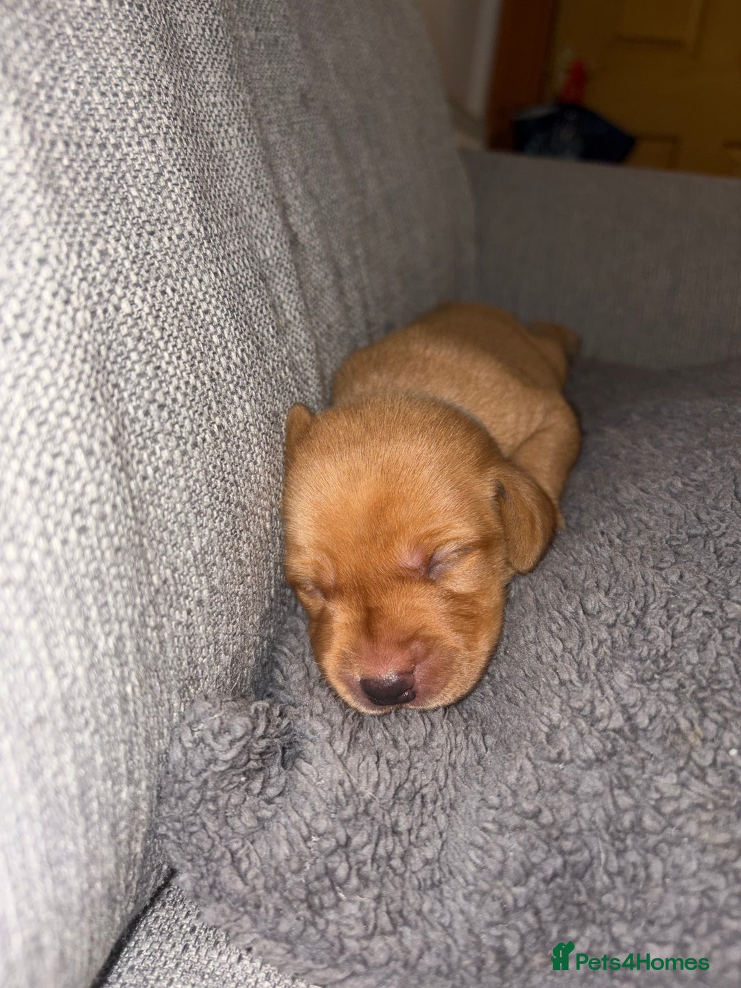 Labrador Retriever dogs for sale: Labrador Retriever Pups - Image 15