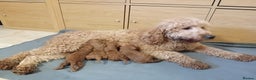 Goldendoodle dogs for sale: Goldendoodle puppies - Advert 3