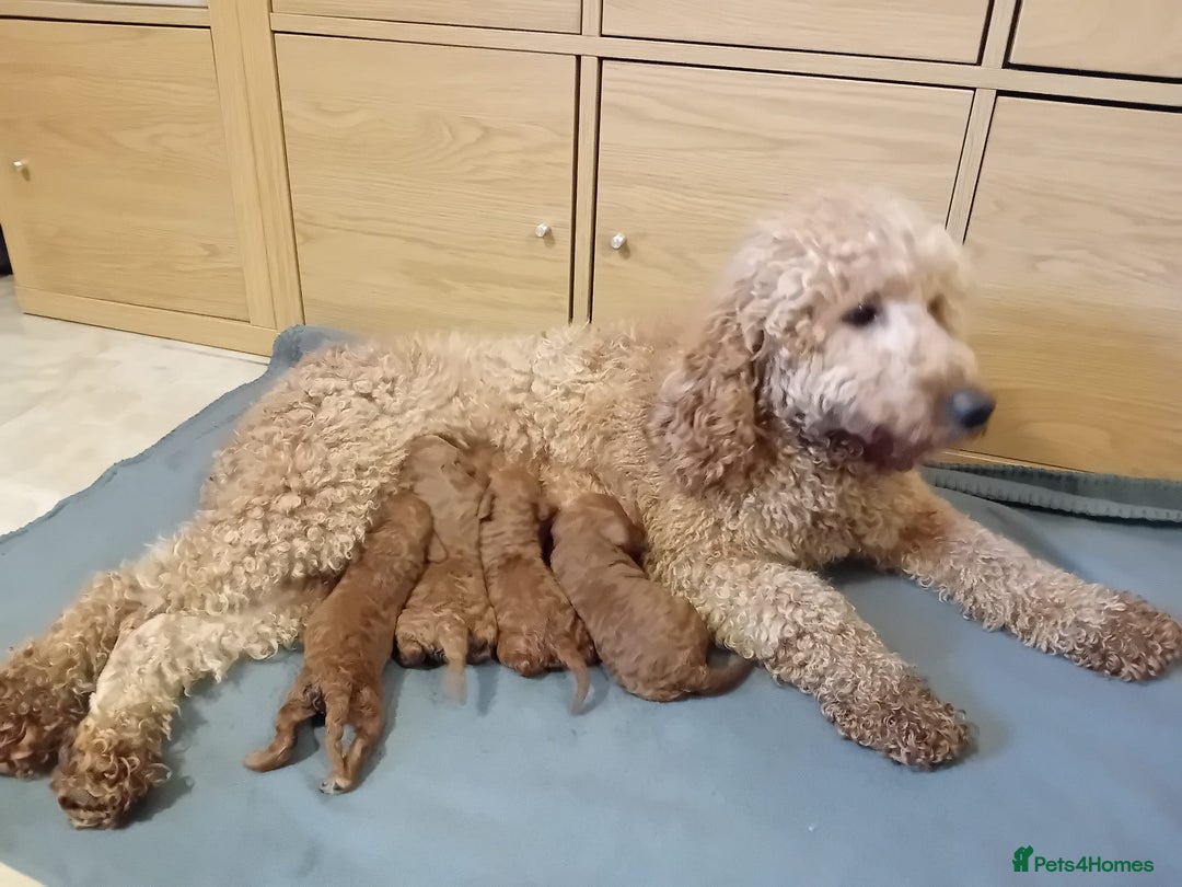 Goldendoodle dogs for sale: Goldendoodle puppies - Advert 3