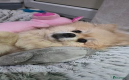 Pomeranian dogs for sale: Female Pomeranian ,Gorgeous pure - Image 14
