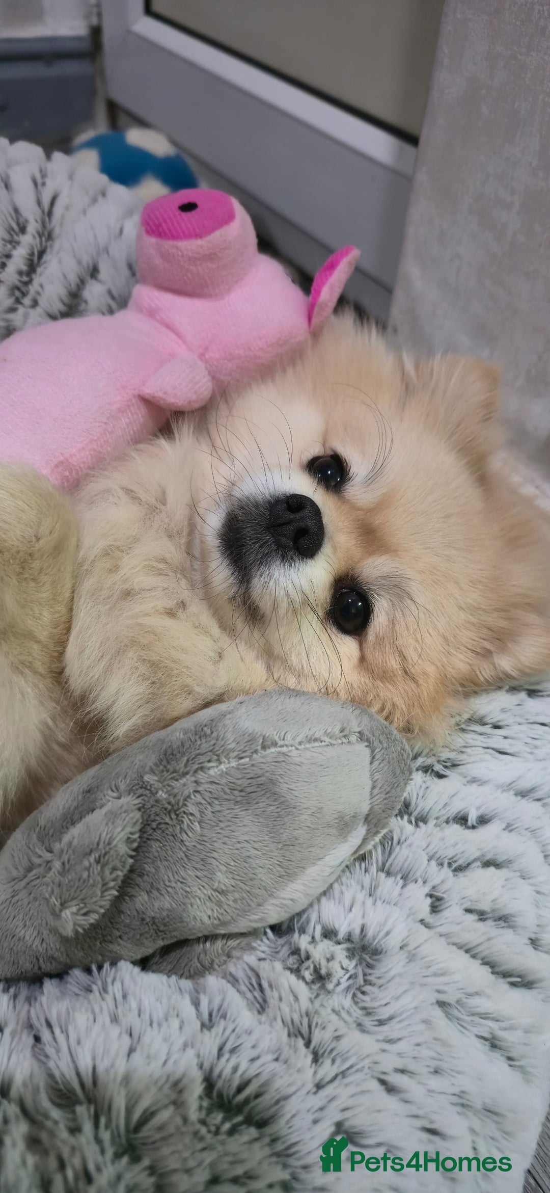 Pomeranian dogs for sale: Female Pomeranian ,Gorgeous pure - Image 14