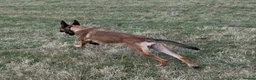 Belgian Shepherd Dog dogs for sale: Mali/dutch Female BRN  - Advert 3