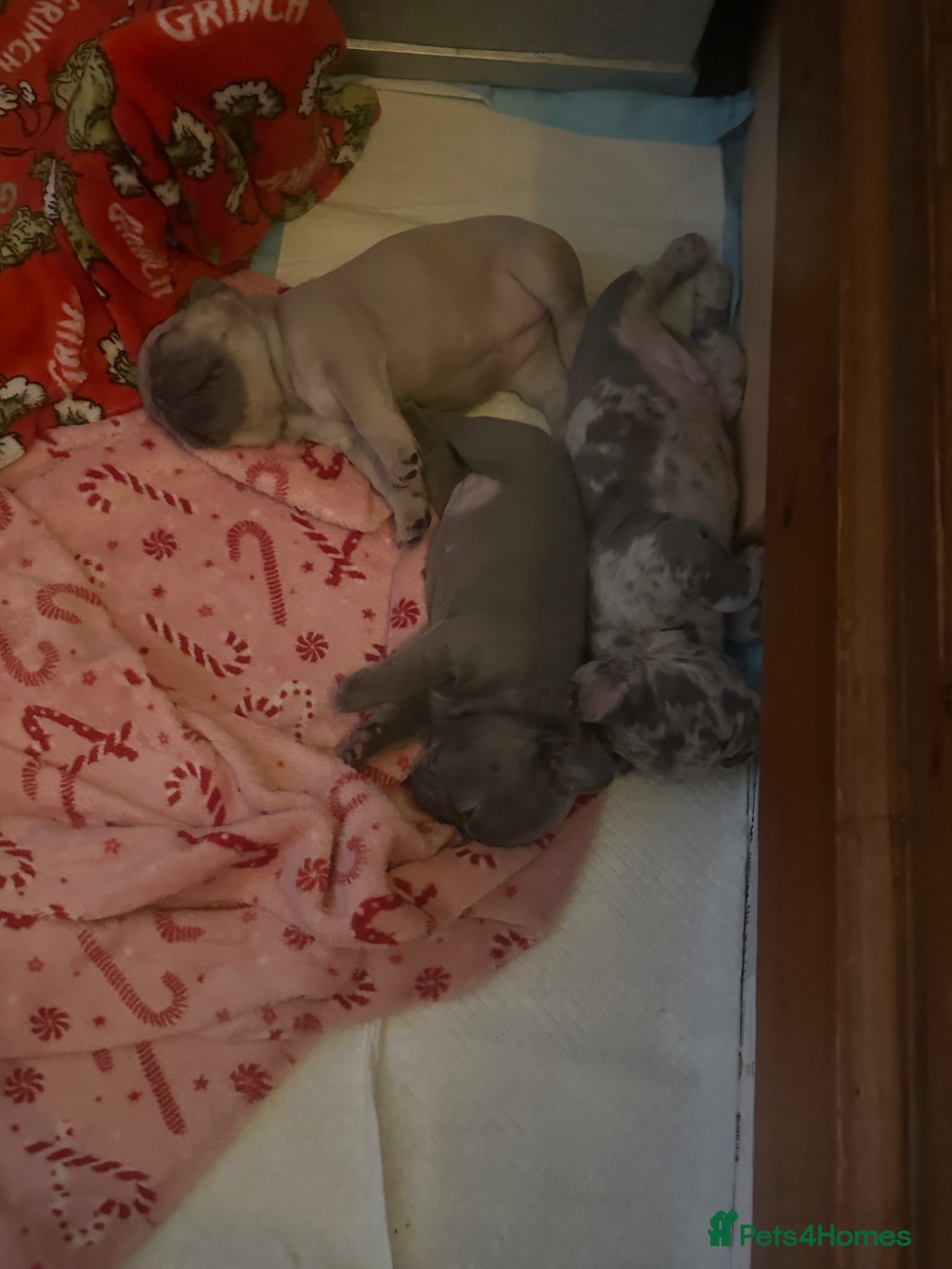 French Bulldog dogs for sale: Exotic frenchie puppys  - Advert 4