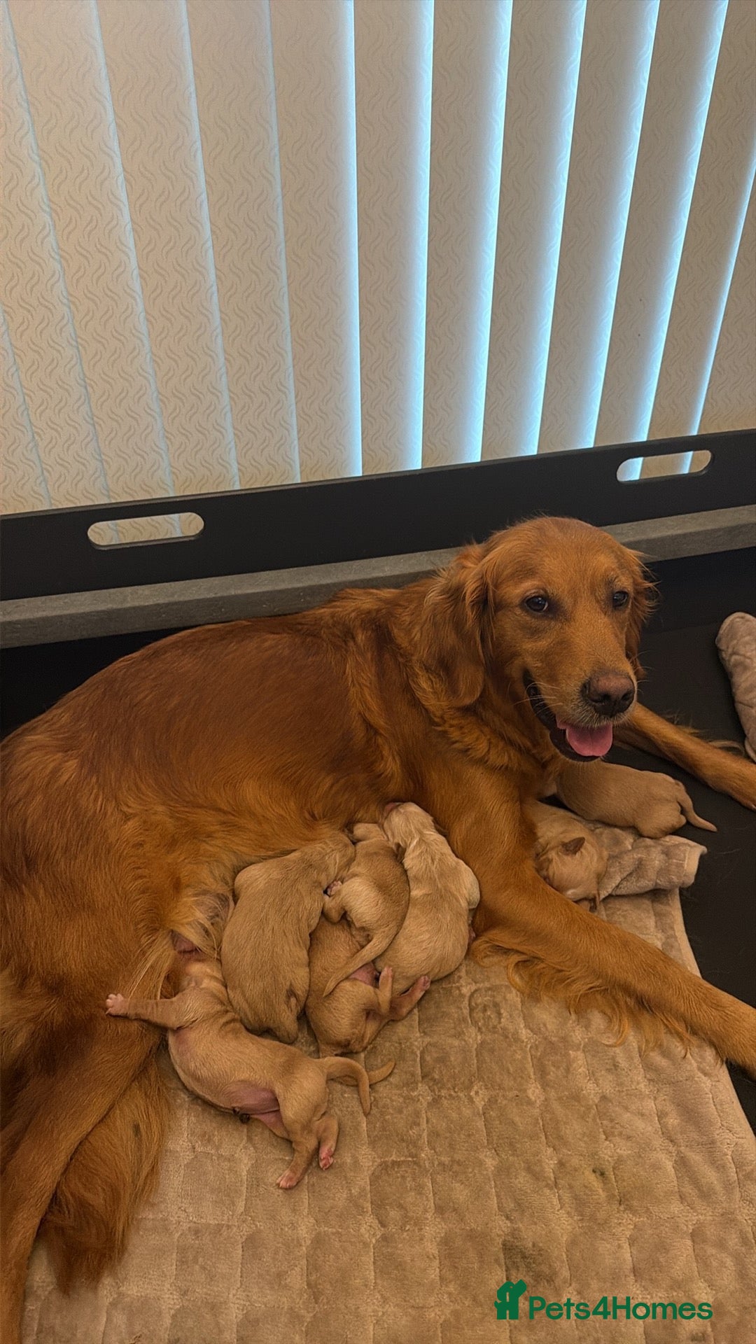 Golden Retriever dogs for sale: Gorgeous golden Retriever Puppies - Ready Now - Advert 1