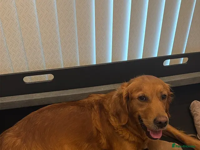 Golden Retriever dogs for sale: Gorgeous golden Retriever Puppies - Ready Now - Advert 1