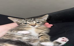 Mixed Breed cats for sale: Urgent Tabby kitten for sale - Image 4