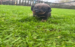 Dachshund dogs for sale: WHD - Wirehaired Dachshund (Teckle) Pups - Image 12