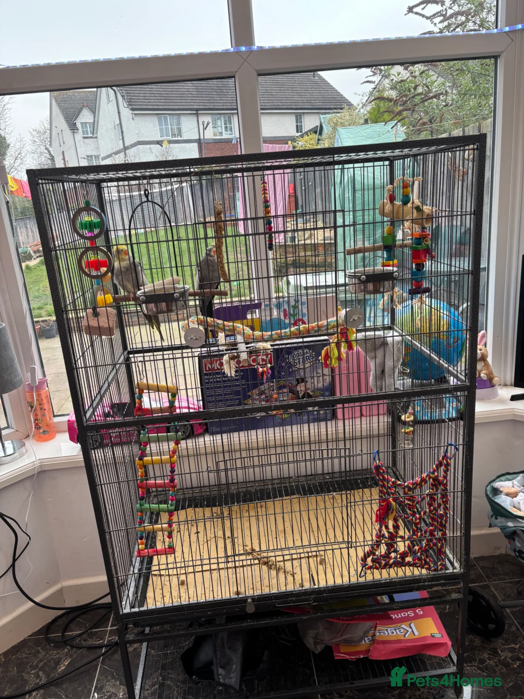 Cockatiels birds for sale: 2 cockatiels  in Carlisle - Advert 2