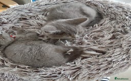 Brazilian Shorthair cats for sale: Beautiful blues Bristh short hair - Image 29