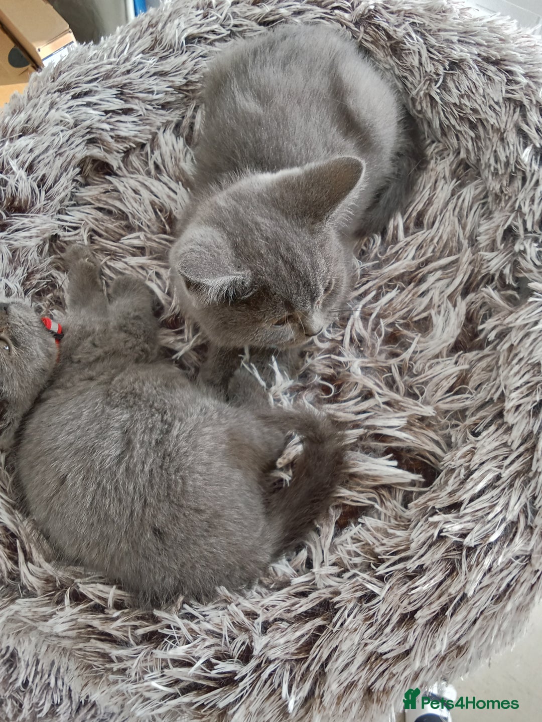 Brazilian Shorthair cats for sale: Beautiful blues Bristh short hair - Image 29
