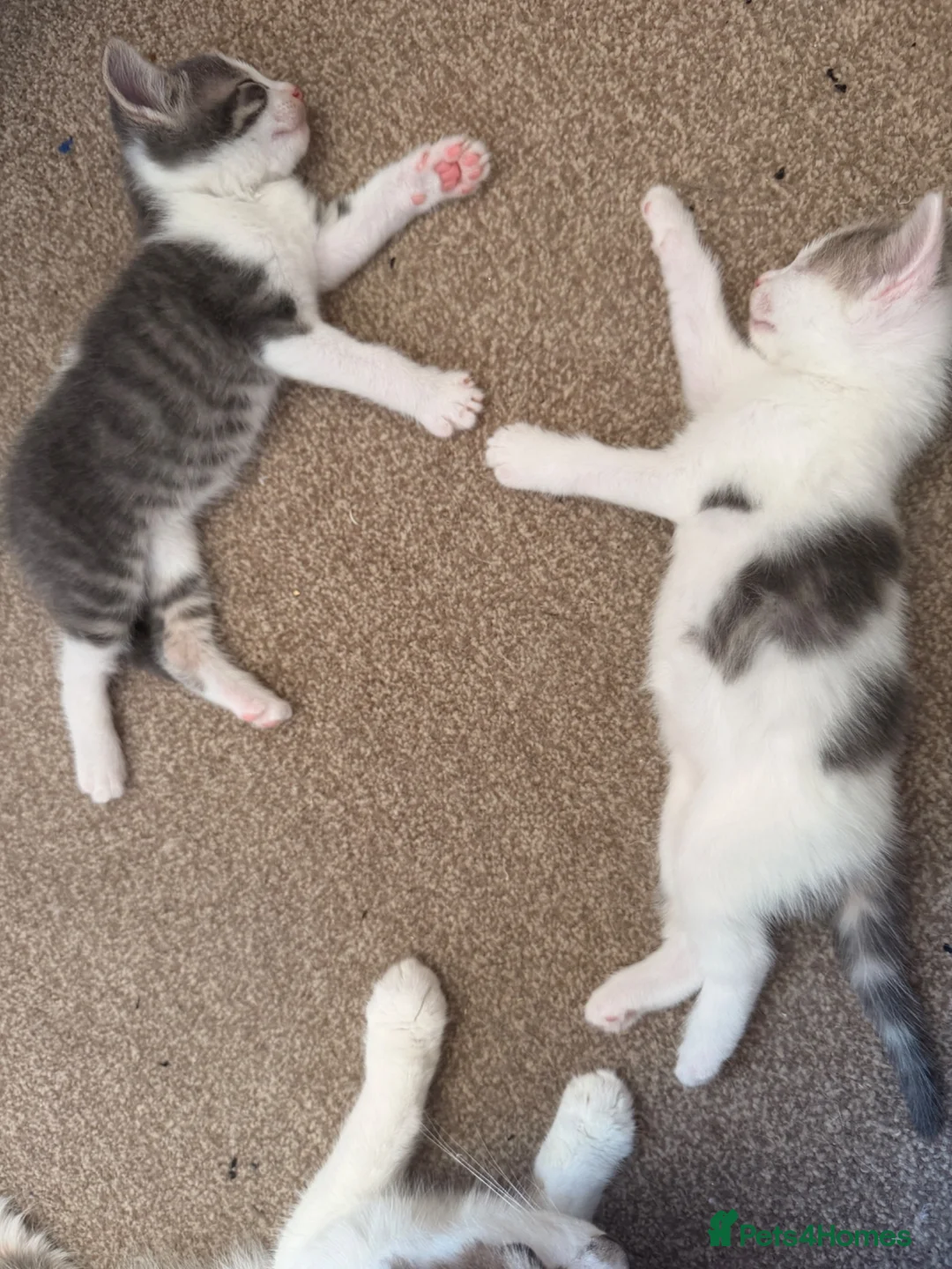 Mixed Breed cats for sale: Two lovely kittens for rehoming  - Advert 2