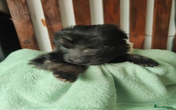 German Shepherd dogs for sale: German shepard puppies for sale - Image 12