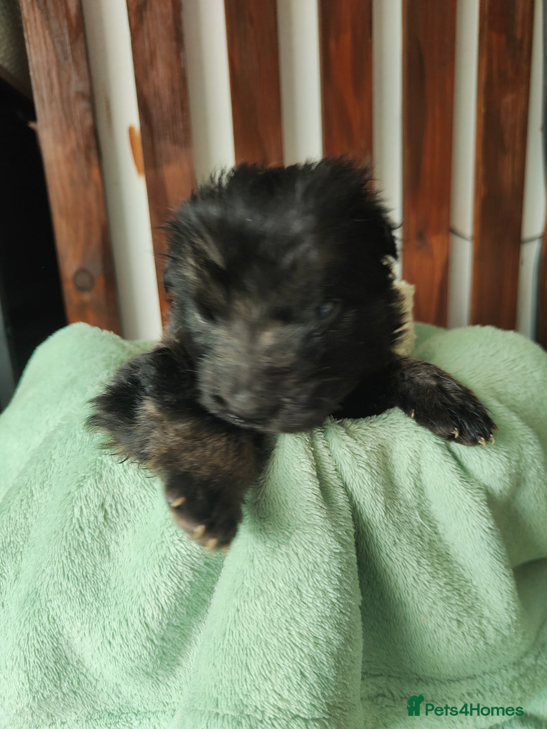 German Shepherd dogs for sale: German shepard puppies for sale - Image 12