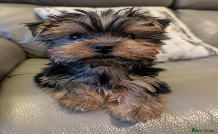 Yorkshire Terrier dogs - Advert 1