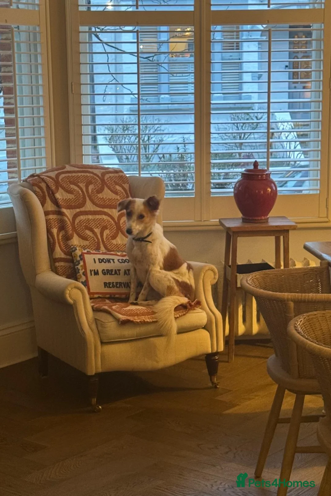 Mixed Breed dogs for sale: Orangina, 18 Months, London (Sri Lanka rescue) - Advert 4