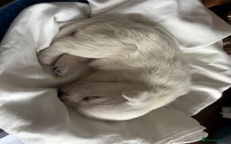 West Highland Terrier dogs for sale: Gorgeous West Highland White (Westie) Puppies - Image 33