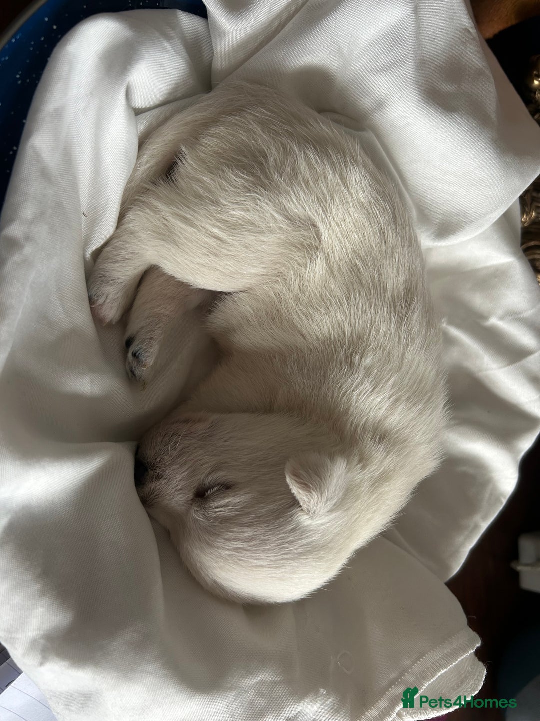 West Highland Terrier dogs for sale: Gorgeous West Highland White (Westie) Puppies - Image 33