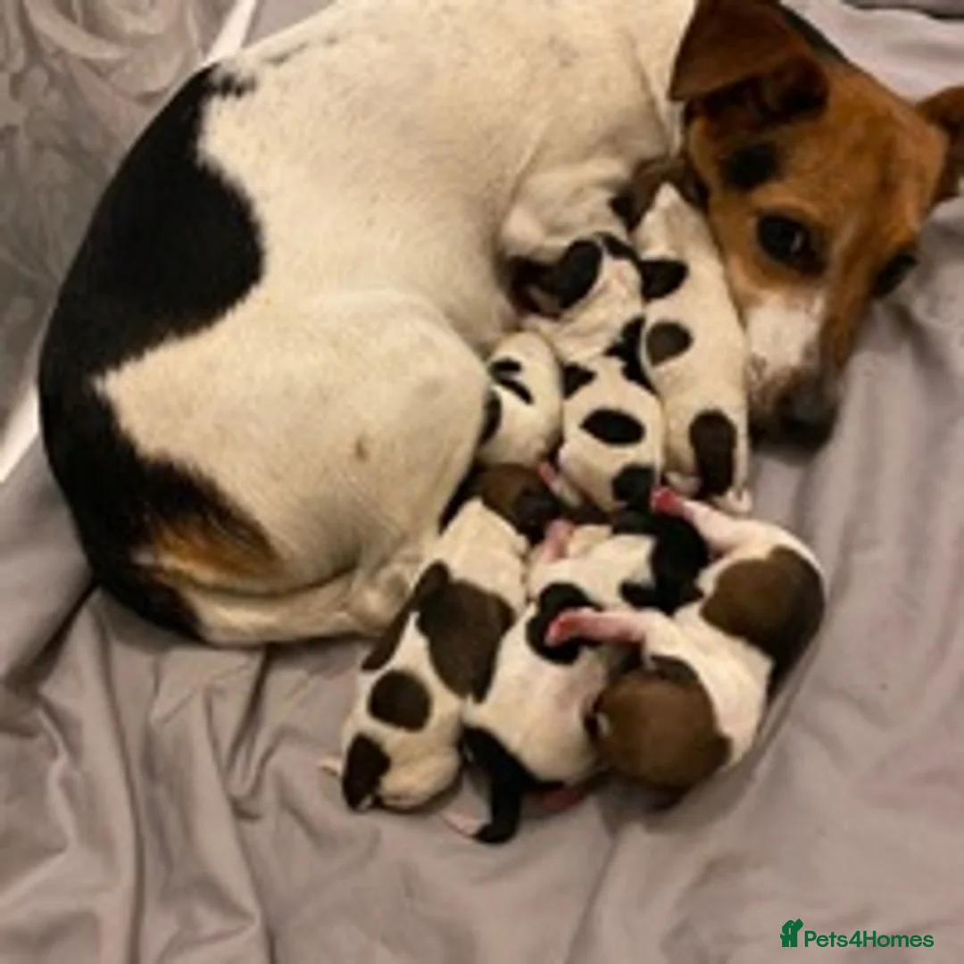 Jack Russell dogs for stud: jack russell for stud in Wednesbury - Advert 2