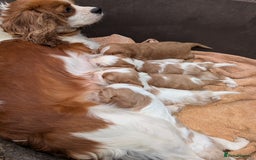 Cavalier King Charles Spaniel dogs for sale: Stunning cavalier puppies  - Image 3