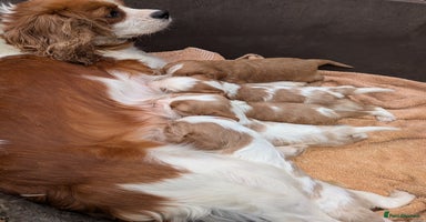Cavalier King Charles Spaniel dogs - Advert 8