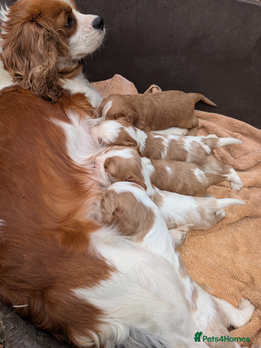 Cavalier King Charles Spaniel dogs for sale: Stunning cavalier puppies  - Image 3