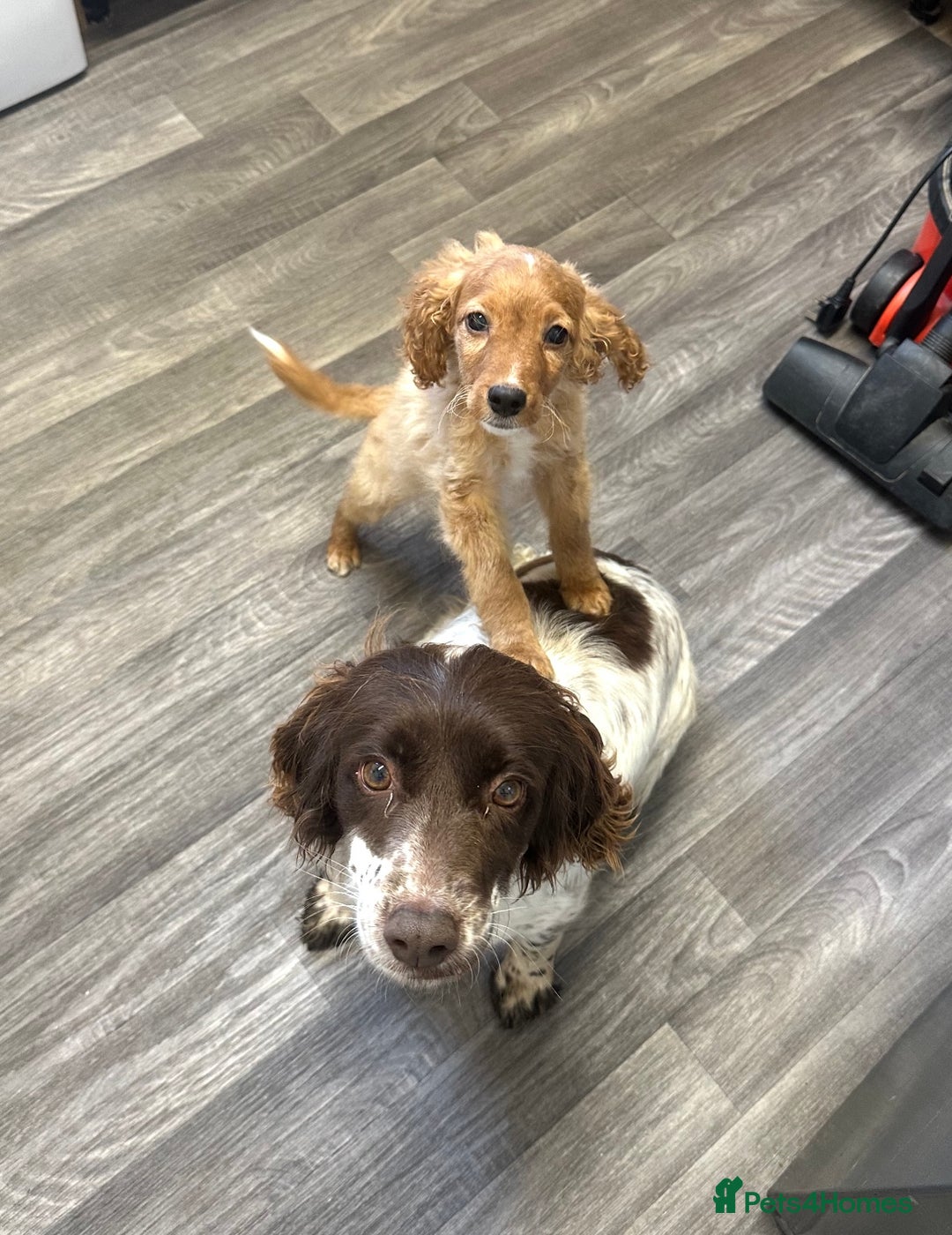 Sprocker dogs for sale: Beautiful spaniel girl   - Advert 5