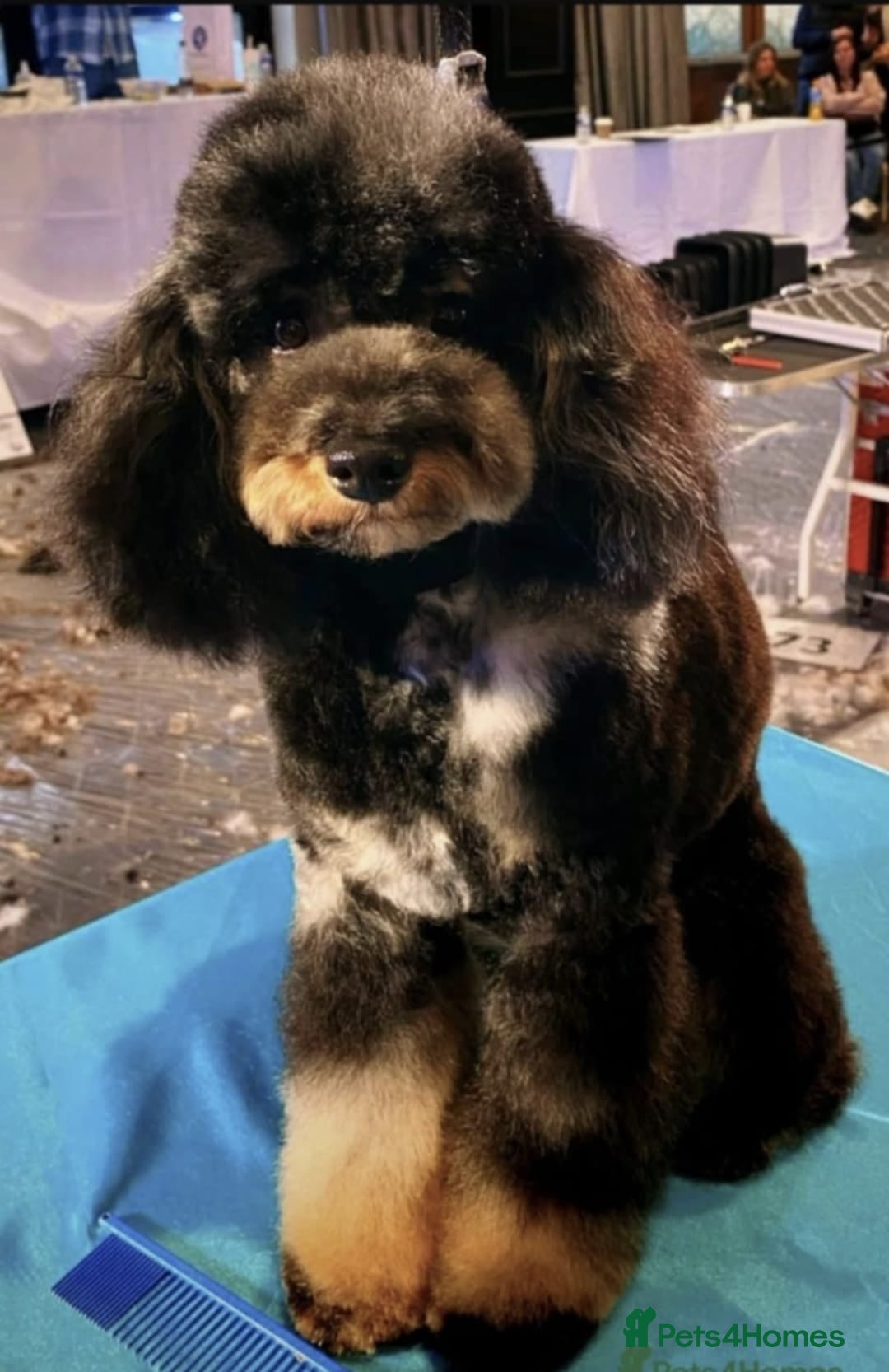 Toy Poodle dogs for sale: merle toy poodle  - Image 4