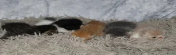 Persian cats for sale: Beautiful Persian kittens in Doncaster - Advert 3