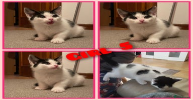 Mixed Breed cats - Advert 15