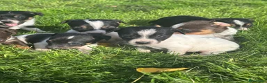 Jack Russell 3