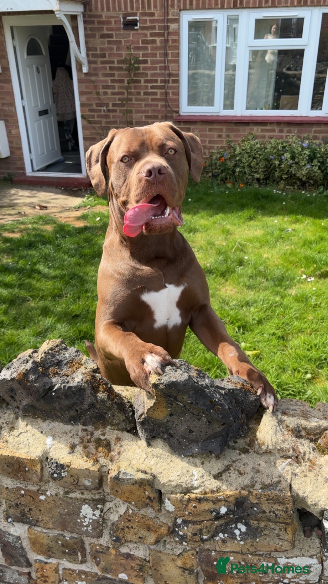 Cane Corso dogs 10 month old cane corso - Advert 3