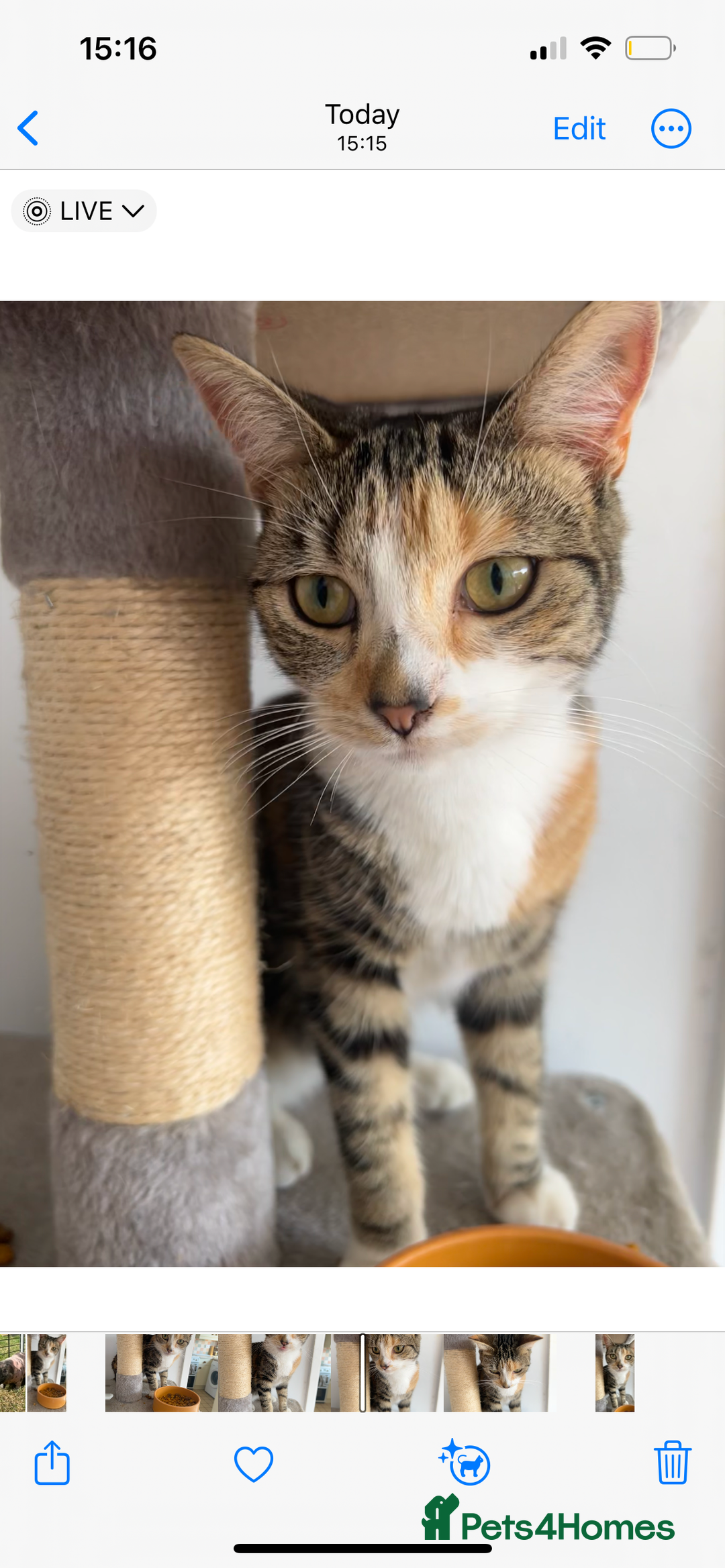 Mixed Breed cats for sale: 2 year old spayed female  - Advert 1