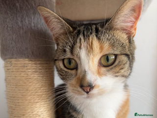 Mixed Breed cats 2 year old spayed female - Advert 1