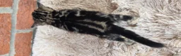 Bengal cats for sale: Beautiful Purebred Bengal Kittens - Advert 13