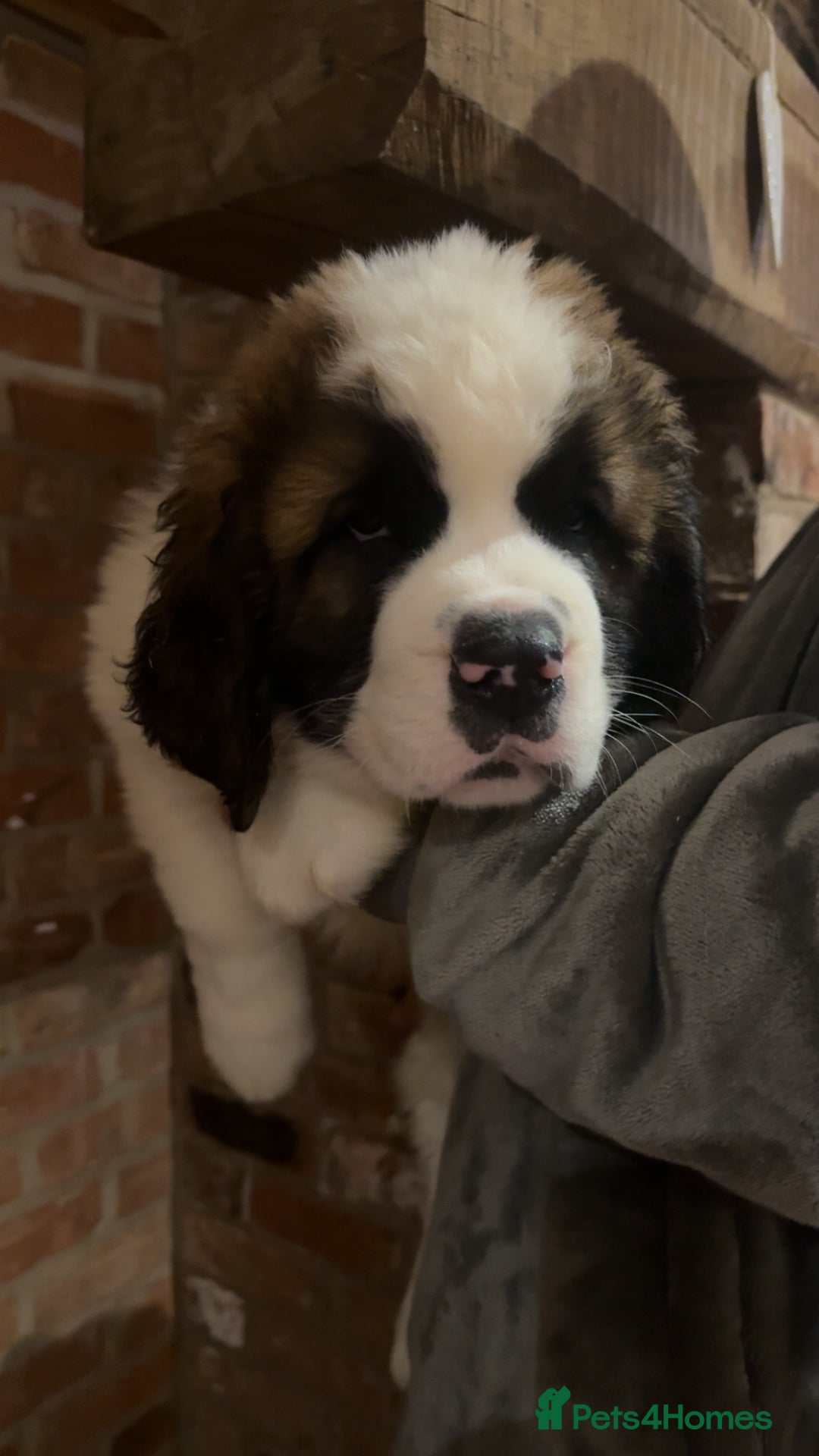 Saint Bernard dogs for sale: Outstanding chunky Saint Bernard puppies for sale - Image 2