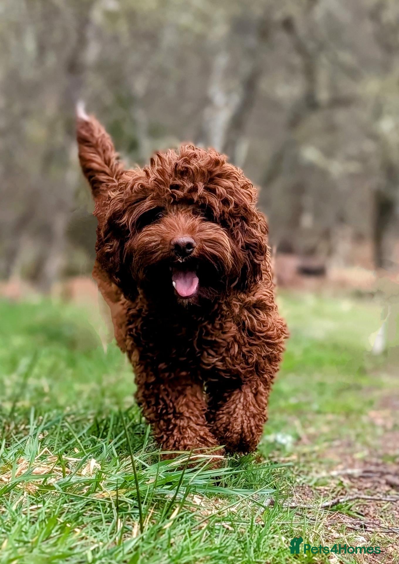 Australian Labradoodle dogs Beautiful Australian Labradoodle Puppies  - Advert 12