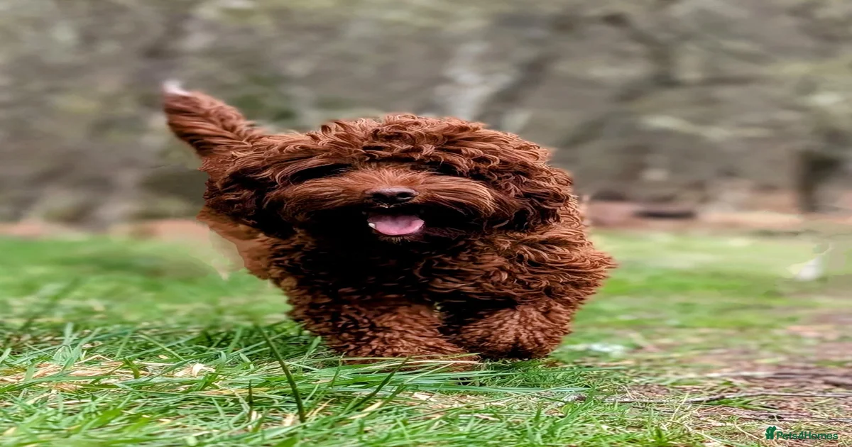 Beautiful Australian Labradoodle Puppies for sale in Inverness | Pets4Homes