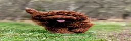 Australian Labradoodle dogs for sale: Beautiful Australian Labradoodle Puppies  in Inverness - Advert 1