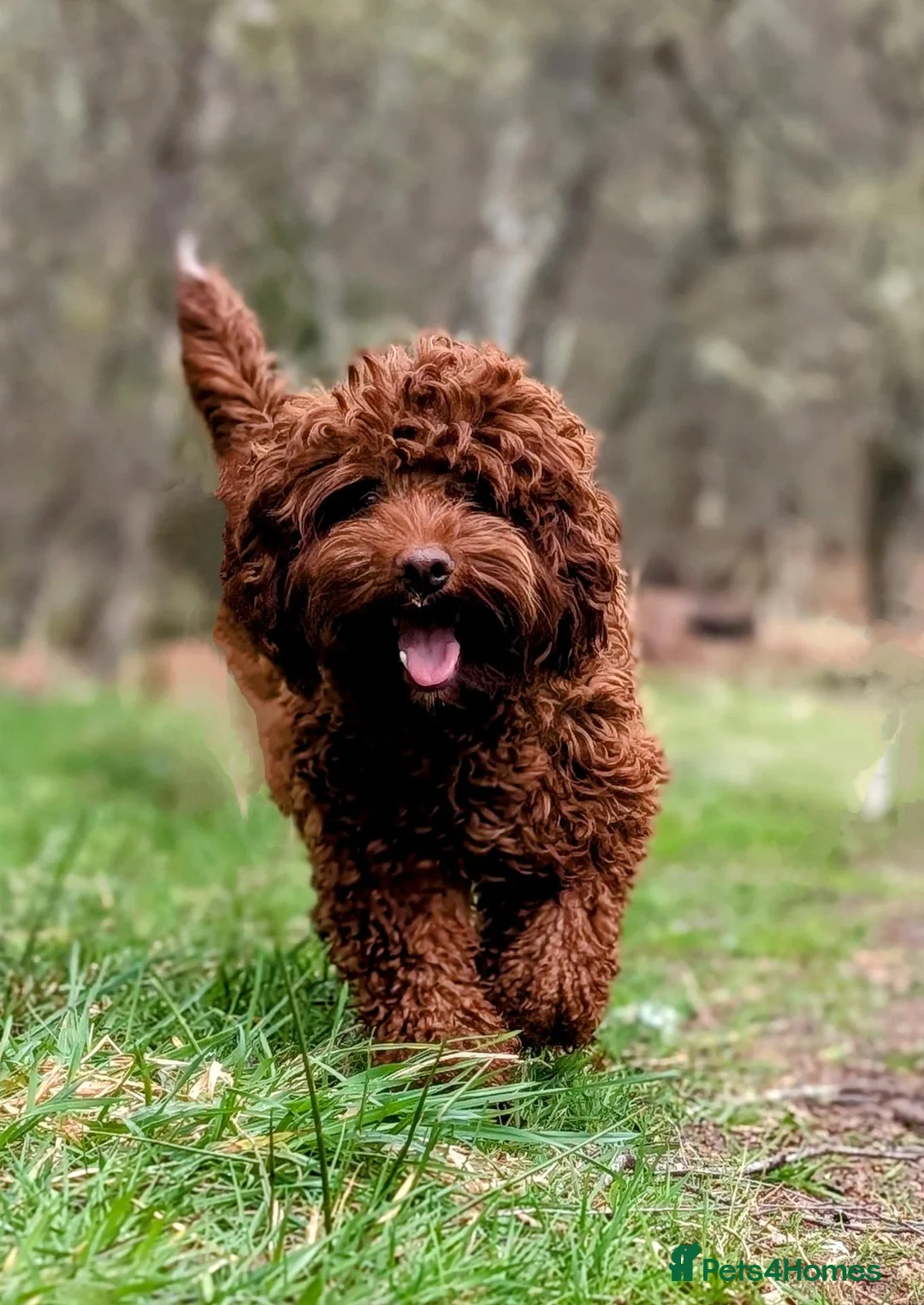 Australian Labradoodle dogs for sale: Beautiful Australian Labradoodle Puppies  in Inverness - Advert 1